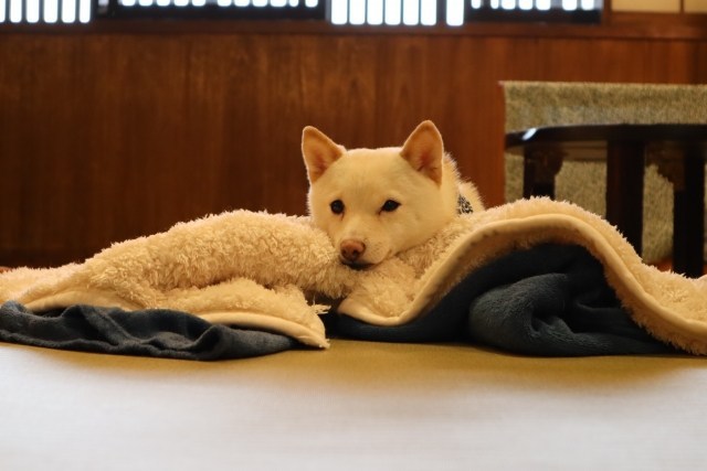 犬の食欲不振 下痢の時のツボ2種 中脘 足三里 犬のツボマッサージ 動画 犬のマッサージ Office Guri Massage